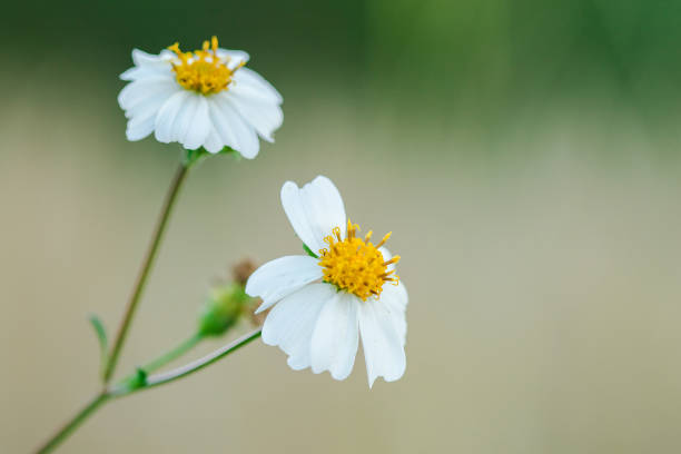 Bidens pilosa is blooming, is a biennial plant. Bouquet of flowers