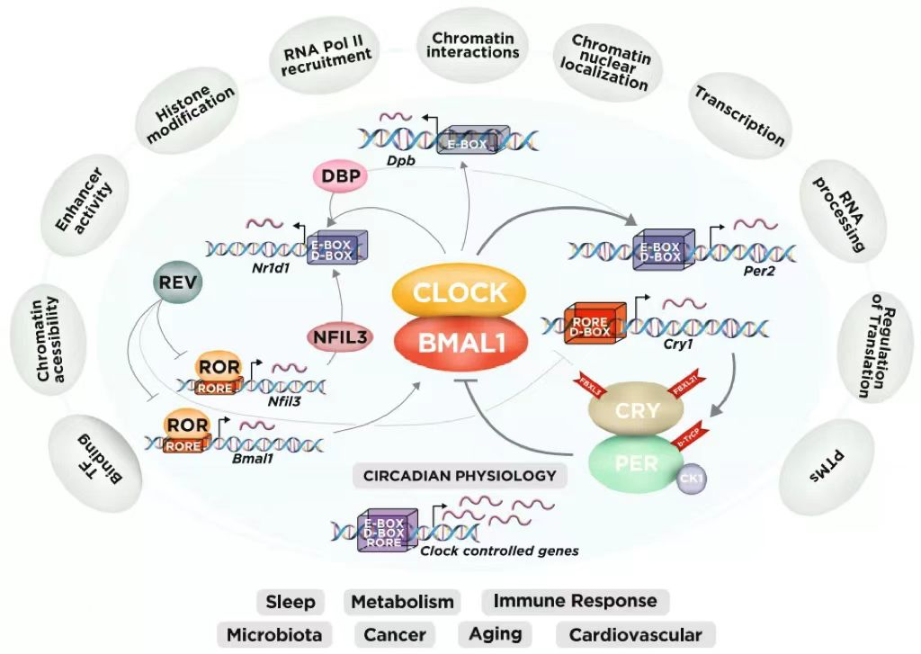 Circadian Rhythm (1)