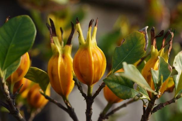 Cape jasmine fruits / gardenia jasmine fruits