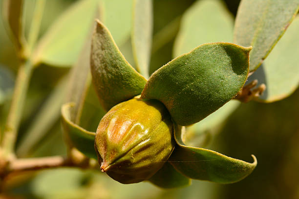 Jojoba fruit on tree