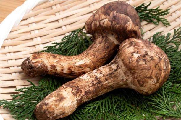 Matsutake mushroom extract