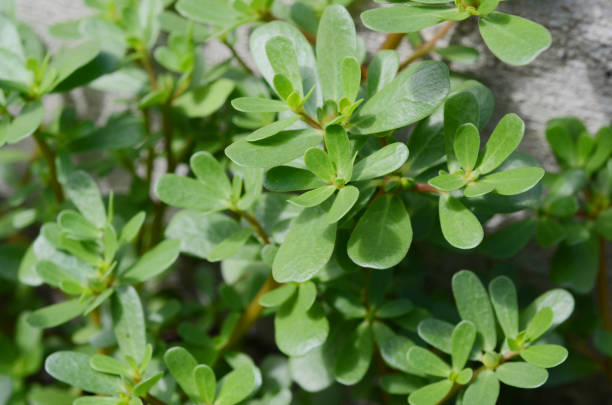 Purslane plants, portulaca oleracea vegetable