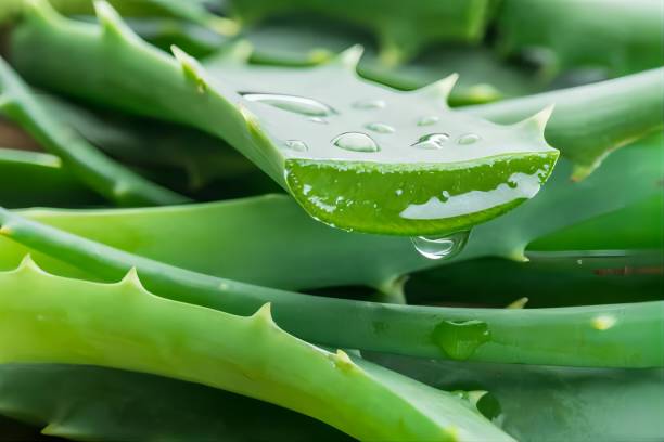 aloe vera water