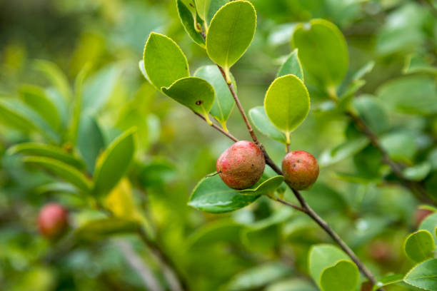 Ripe camellia seed fruits on the tree