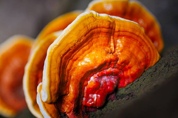 This is wild ganoderma lucidum fungus,It has high medicinal value.