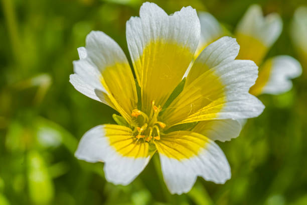 Douglas' Meadowfoam, Limnanthes douglasii, growing in the Crane Creek Regional Park, Sonoma County, California.