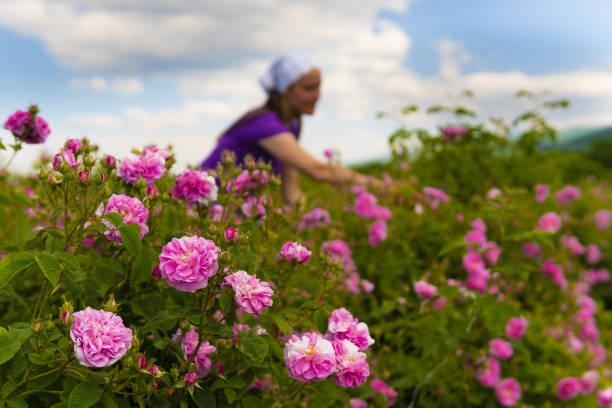 Oil Rose flowers in bloom. Workers collecting oil rose flowers from the blossoming bushes in a traditional way in Bulgarian Oil Rose fields in the lap of the mountains.