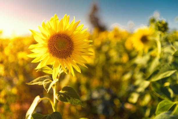 Closeup of Sunflower in sunflower field. Blue sky in the background. Spring flowers theme.